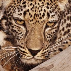 A Roaring Triumph: Arabian Leopard Day - The Royal Commission for AlUla  with Hill & Knowlton 